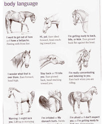 A sheet of horse pictures with words written on them.