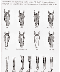 A series of horse heads with different expressions.